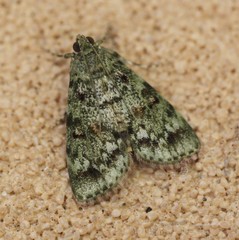 Stericta chlorophoena