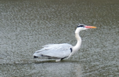 Ardea cinerea