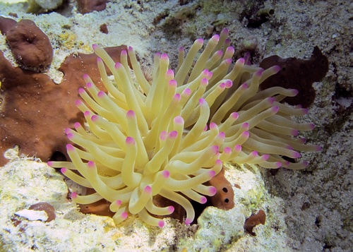 Giant Anemone, photo 3 of 9
