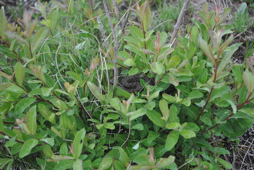 Likiang Pitviper