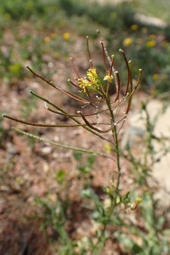 Sisymbrium irio