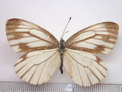 Pieris melete