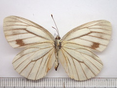 Pieris melete