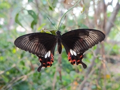 Papilio polytes stichius