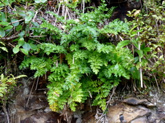 Anisotome lyallii