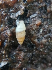 Carychium tridentatum