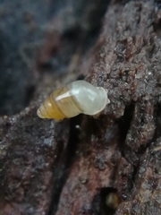 Carychium tridentatum