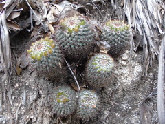 Mammillaria petrophila petrophila