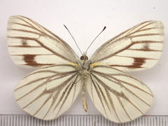 Pieris nesis