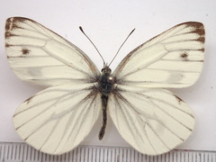 Pieris nesis