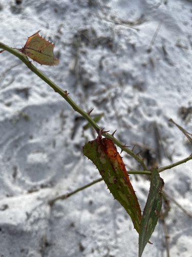 Smilax bona-nox image