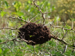 Crematogaster castanea