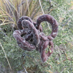 Prosopis denudans