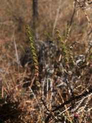 Symphyotrichum walteri