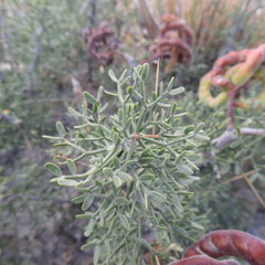 Prosopis denudans