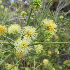 Prosopidastrum globosum