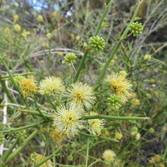 Prosopidastrum globosum