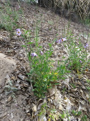 Solanum umbelliferum