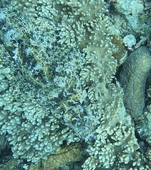 Cymbacephalus beauforti