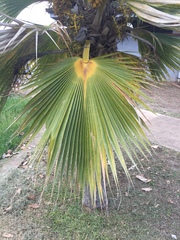 Pritchardia