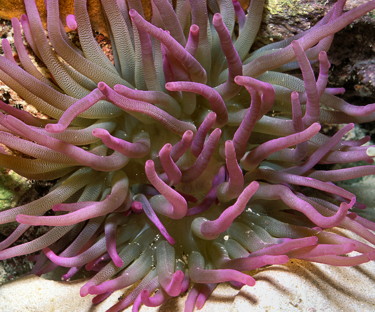 Anémona Gigante del Caribe (Condylactis gigantea) · Natusfera