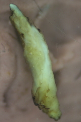 Catostomus commersonii