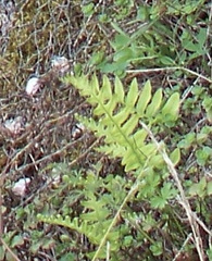 Polypodium vulgare