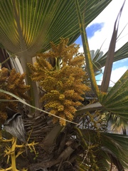 Pritchardia