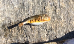 Sphoeroides maculatus