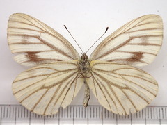 Pieris melete