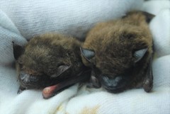 Nycticeius humeralis