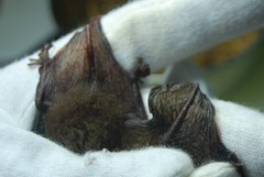 Nycticeius humeralis