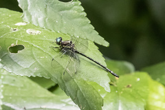 Eusynthemis aurolineata