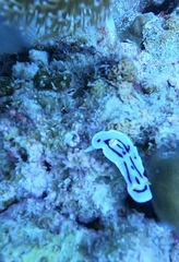 Chromodoris alcalai