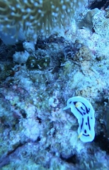 Chromodoris alcalai
