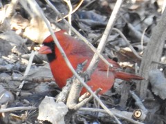 Cardinalis cardinalis