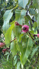 Corymbia ptychocarpa