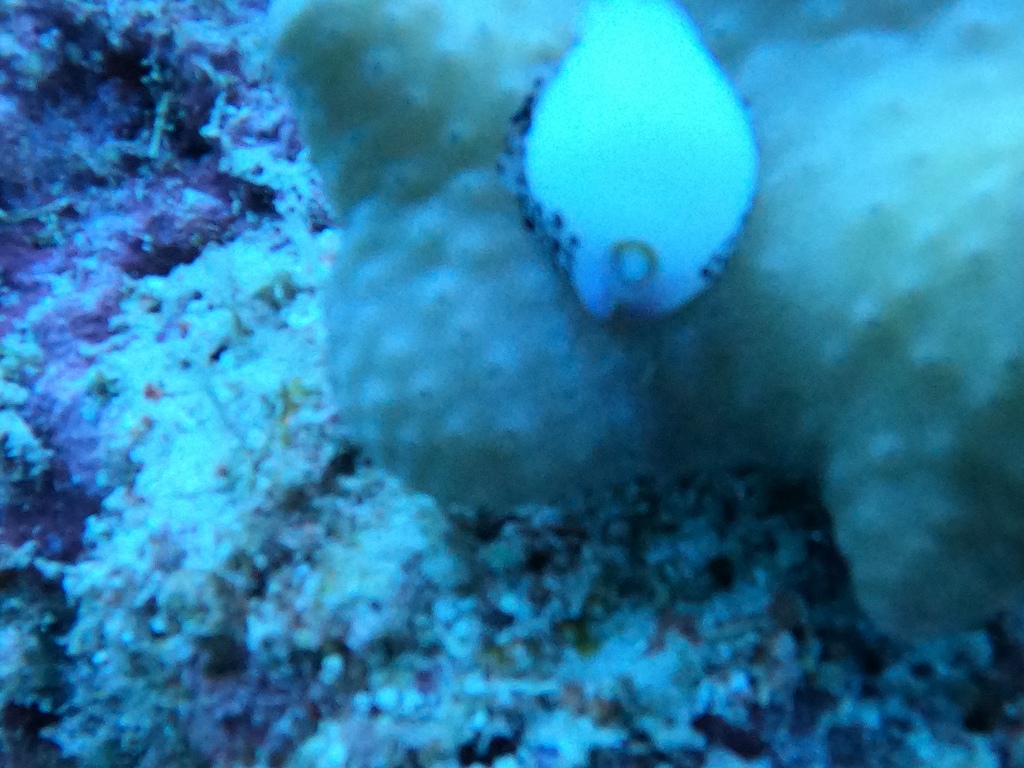 Common calpurnus