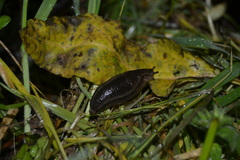 Geomalacus anguiformis