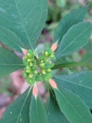 Euphorbia heterophylla var. cyathophora image
