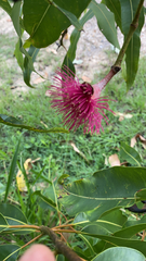 Corymbia ptychocarpa