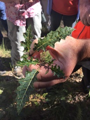 Solanum prinophyllum