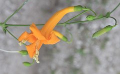 Amphilophium stamineum