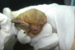 Lasiurus xanthinus