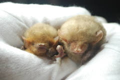 Lasiurus xanthinus