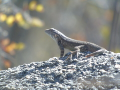 Sceloporus licki