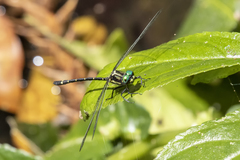 Eusynthemis aurolineata