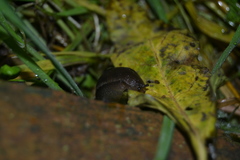 Geomalacus anguiformis