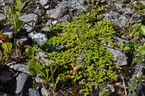 Plikasis skleistenis nuotrauka