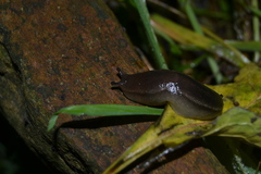 Geomalacus anguiformis